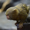 Pygmy Marmoset