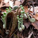 Fiddlehead fern