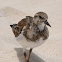 Ruddy turnstone