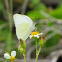 Great Southern White butterfly