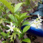 Confederate Jasmine, Star Jasmine