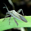 Leaf-footed Bug