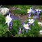 Columbine
