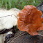 Pycnoporus cinnabarinus