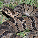 Rhombic Night Adder