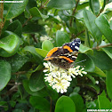 The Red Admiral