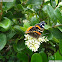 The Red Admiral