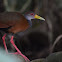 Gray-necked Wood Rail