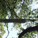 Spanish Moss