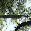 Spanish Moss