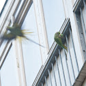 Rose-ringed Parakeet