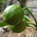 Lemons