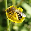 Halictid bee