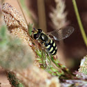 Hoverfly