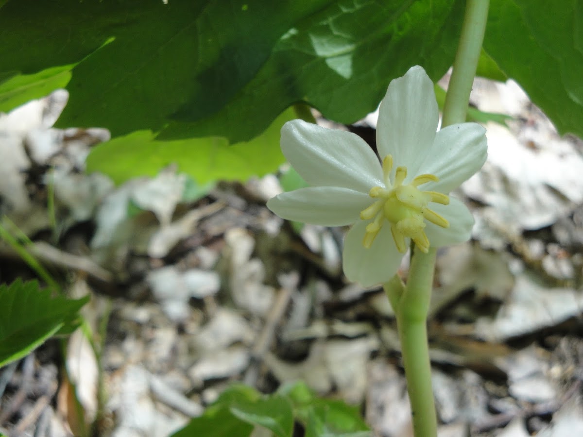 May Apple Flower
