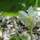 May Apple Flower