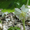 May Apple Flower