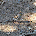 Chipping Sparrow