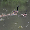 Canada Goose