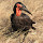 Kruger National Park, South Africa