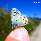 Mariposa Azul