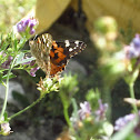 Painted Lady