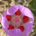 Desert five-spot