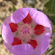 Desert five-spot