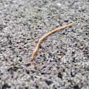 Soil Centipede