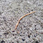 Soil Centipede