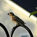 House Finch (Female)