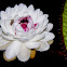 Giant water lily