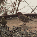 House Finch
