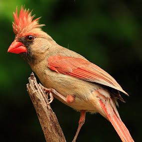 Female Kentucky Cardinal  by Paul Mays - Animals Birds ( bird, nature, carninal, birds, kentucky,  )