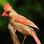 Female Kentucky Cardinal  by Paul Mays - Animals Birds ( bird, nature, carninal, birds, kentucky,  )
