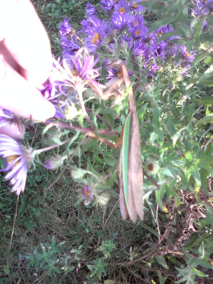 Spotting Image 1