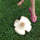 Green-spored Parasol
