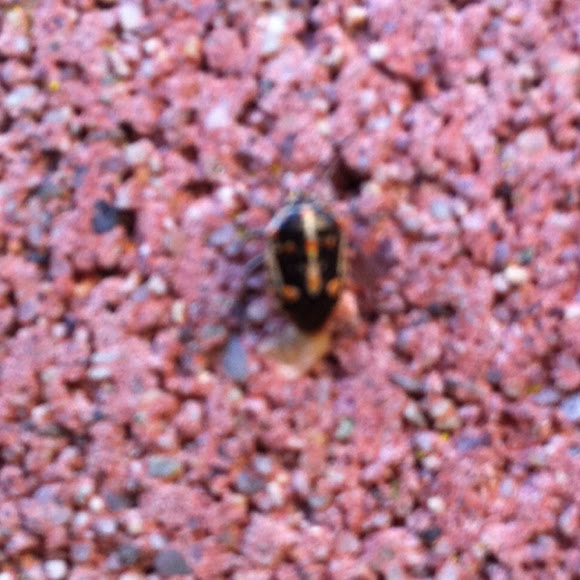 Spotting Image 1