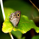 Striated Five-ring