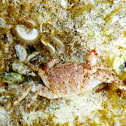 Mulata. Crab