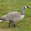 Canada Goose