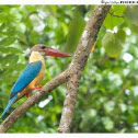Stork-billed Kingfisher