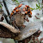 Milkweed