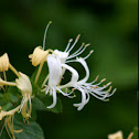 Honeysuckle