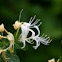 Honeysuckle