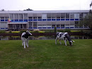 DOMO fabriek,  koeien bij fontein