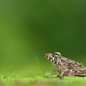 Cricket Frog