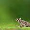 Cricket Frog