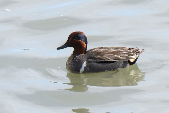 Spotting Image 1