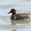 Green-winged Teal